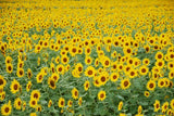 Laden Sie das Bild in den Galerie-Viewer, Fox Sunflower Summer Vinyl Backdrop-Foxbackdrop