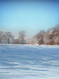 Laden Sie das Bild in den Galerie-Viewer, Fox Rolled Cold Winter Snow Vinyl Photography Backdrop-Foxbackdrop