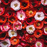 Laden Sie das Bild in den Galerie-Viewer, Fox Rolled Red Flowers Vinyl Photography Backdrop-Foxbackdrop