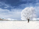 Laden Sie das Bild in den Galerie-Viewer, Fox Rolled Winter Snow Trees Vinyl Photos Studio Backdrop-Foxbackdrop