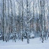 Laden Sie das Bild in den Galerie-Viewer, Fox Rolled Forest Winter Jungle Snow Vinyl Photo Backdrop-Foxbackdrop