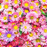 Laden Sie das Bild in den Galerie-Viewer, Fox Rolled Pink Flowers Vinyl Photography Backdrop-Foxbackdrop