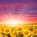 Laden Sie das Bild in den Galerie-Viewer, Fox Rolled Sunflowers Sunshine Vinyl Photography Backdrop-Foxbackdrop