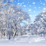 Laden Sie das Bild in den Galerie-Viewer, Fox Roll Winter Snow Trees Thick Vinyl Backdrop-Foxbackdrop