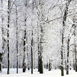 Laden Sie das Bild in den Galerie-Viewer, Fox Rolled Winter Snow Trees Vinyl Photos Backdrop-Foxbackdrop