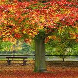 Laden Sie das Bild in den Galerie-Viewer, Fox Gerollt Herbstbaum gelbe Blätter Vinyl-Herbst-Hintergrund